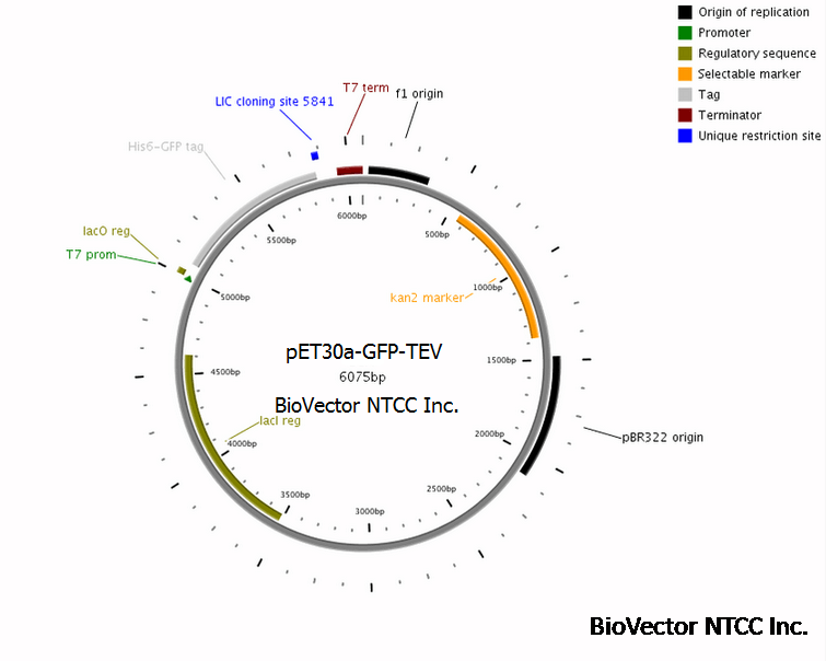 pet30aegfptevlic原核绿色荧光表达载体质粒图谱序列抗性biovectornt