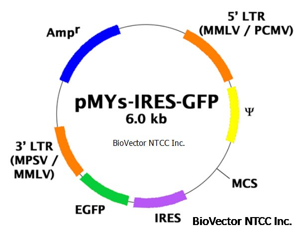 pmys-ires-gfp逆转录病毒载体质粒-biovector ntcc保藏中心