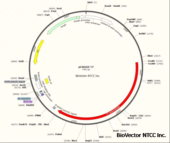pcaggs-t7 biovector质粒载体菌种细胞蛋白抗体基因保藏中心-ntcc