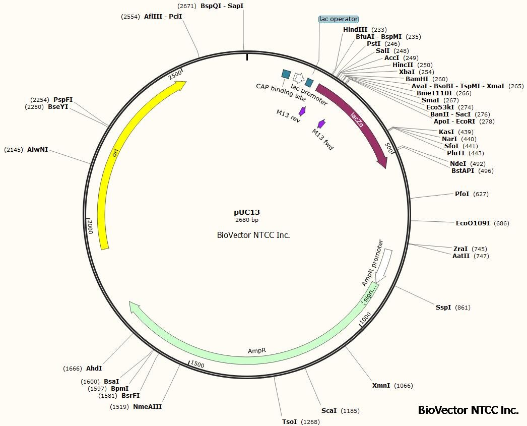 pUC13 plasmid vector