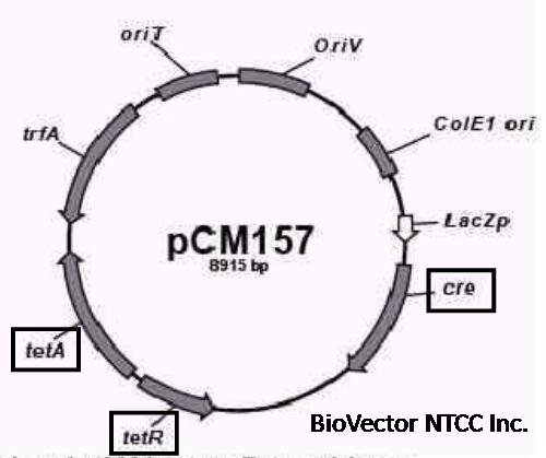 pCM157质粒载体,表达Cre Recombinase重组酶。BioVector NTCC质粒载体菌种细胞基因保藏中心提供.jpg