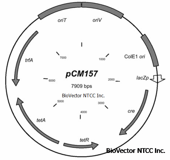 pCM157质粒Cre重组酶原核表达载体,cre recombinase Bacterial Expression,四环素抗性,骨架载体pCM62. Cre重组酶基因来源于Enterobacteria phage P1. BioVector NTCC质粒载体菌种细胞基因保藏中心提供.png