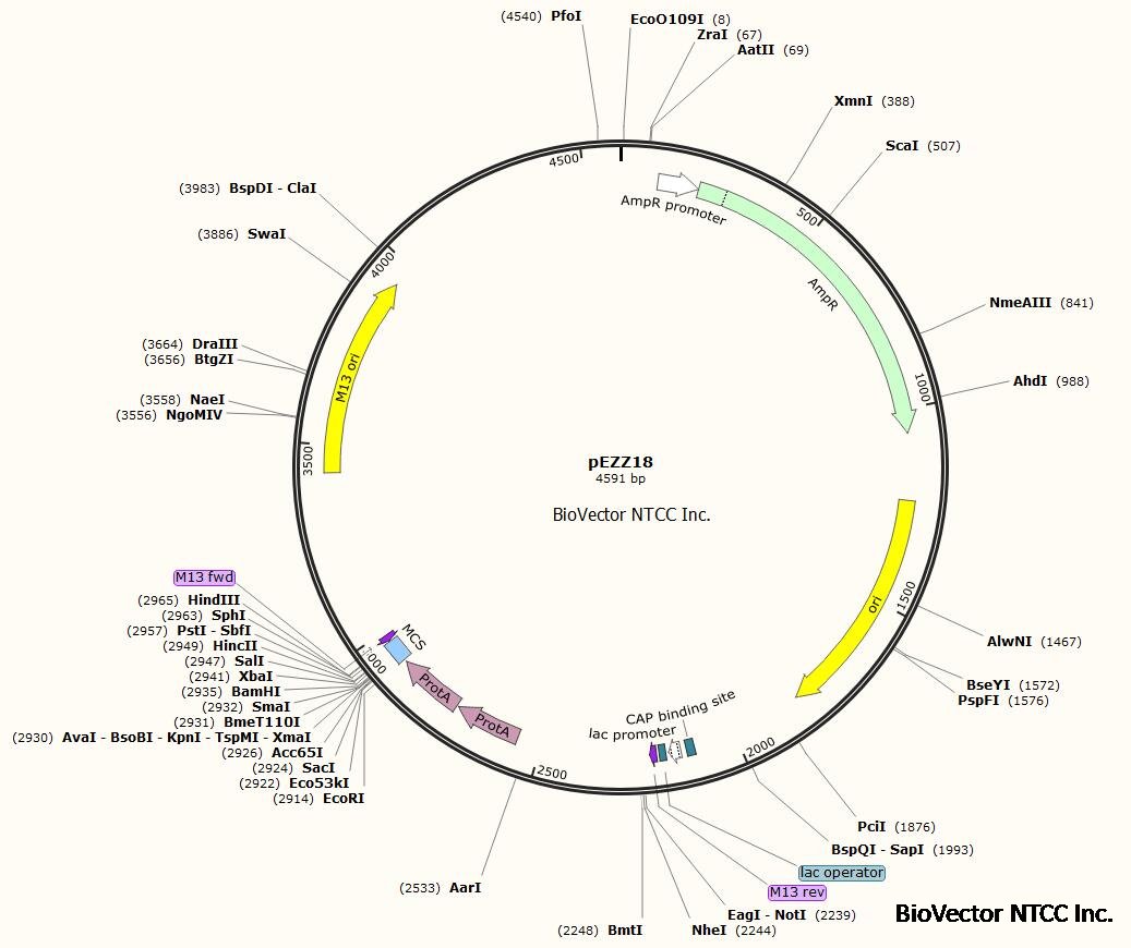 pezz18大肠杆菌表达载体质粒biovectorntcc质粒载体菌种细胞基因保藏