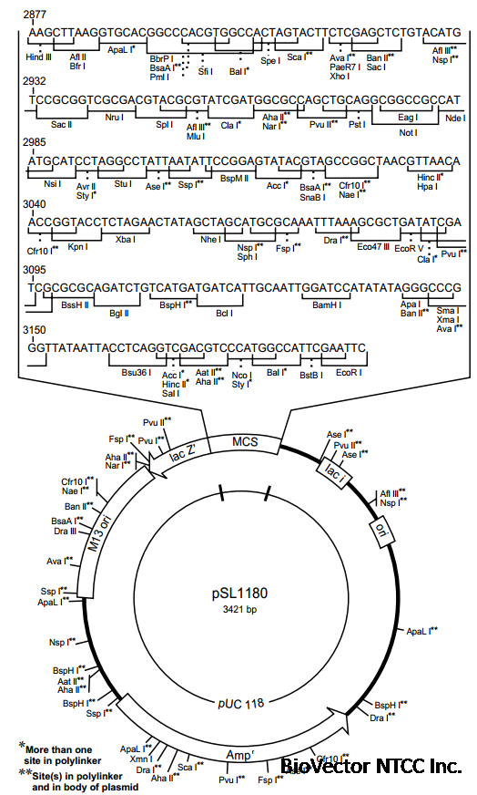 pSL1180 BioVector NTCC Inc.