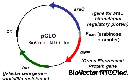 pglo原核荧光表达载体阿拉伯糖诱导表达biovectorntcc质粒载体菌种