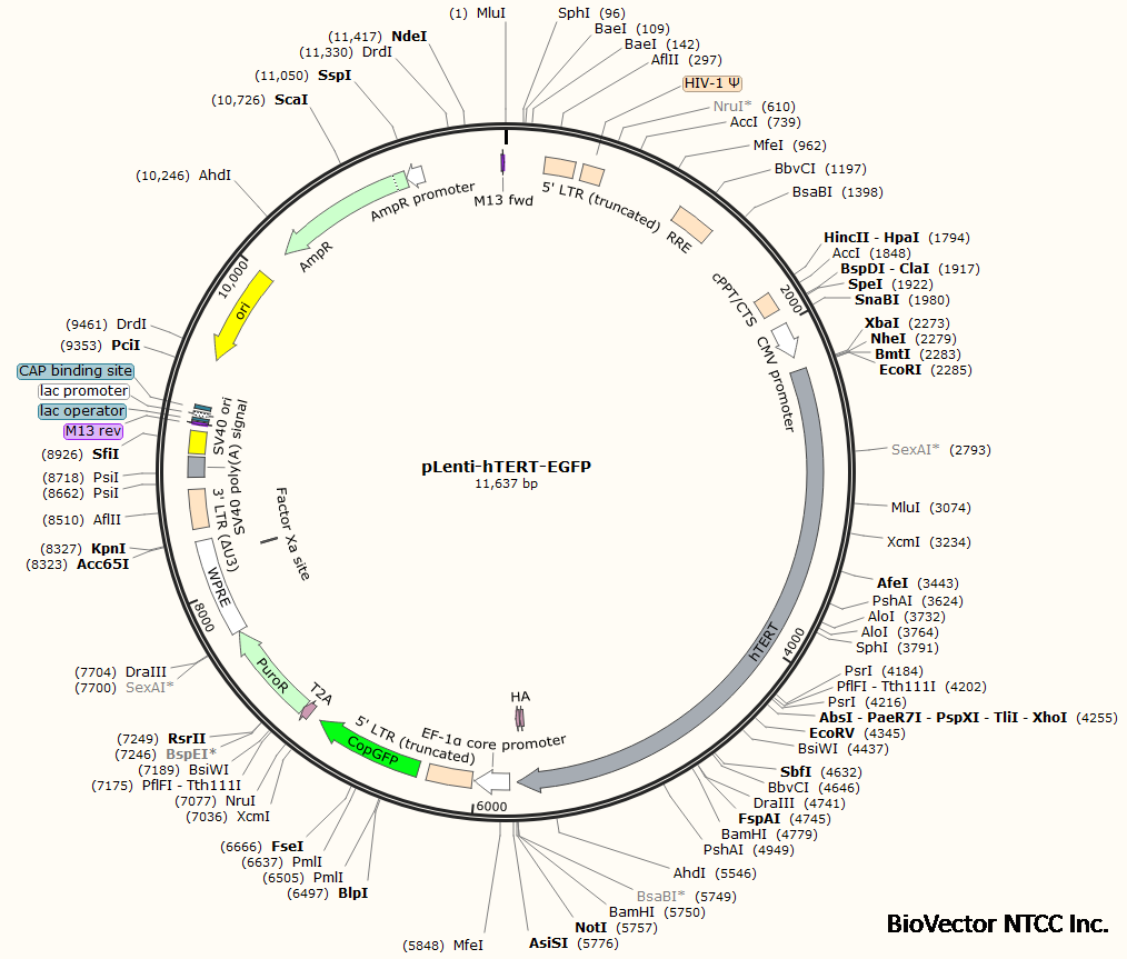 plenti-htert-egfp biovector ntcc质粒载体菌种细胞基因保藏中心