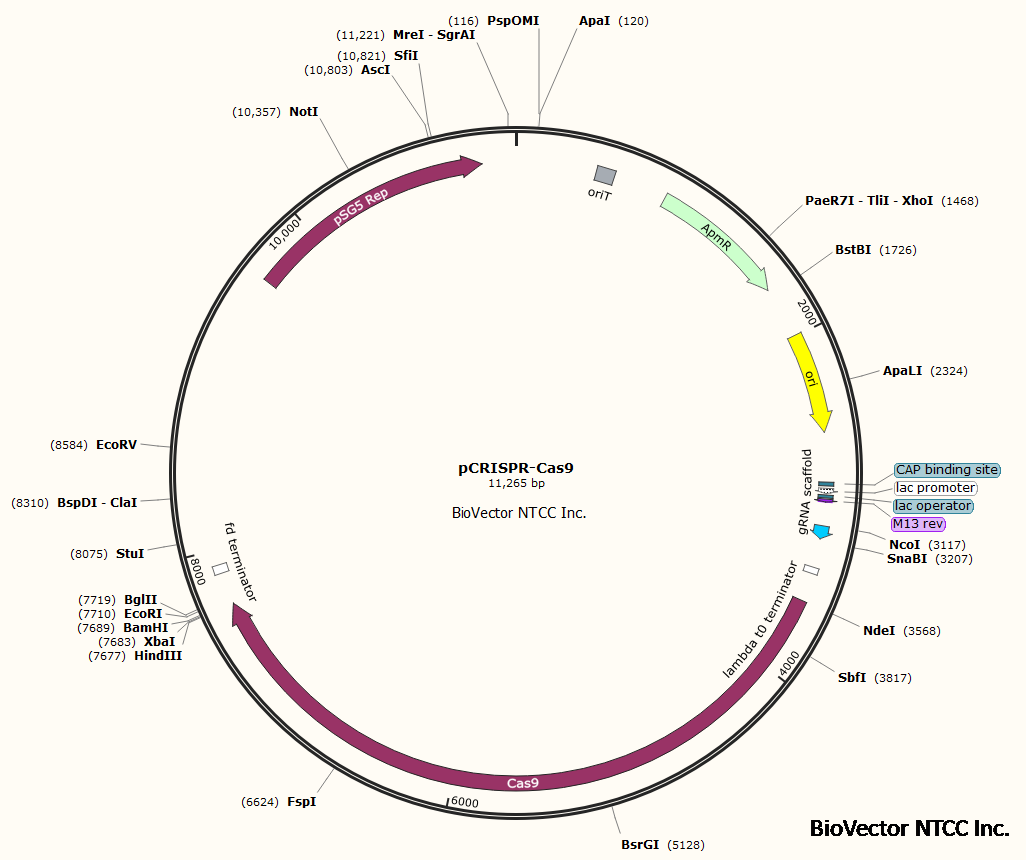 pcrispr-cas9放线菌质粒载体