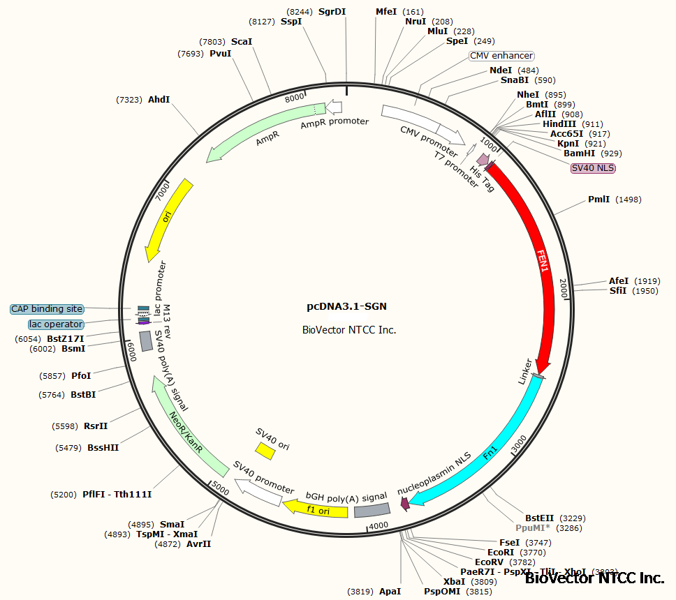 map图谱:pcdna3.1-sgn基因编辑真核表达质粒.包含nls核内定位信号.