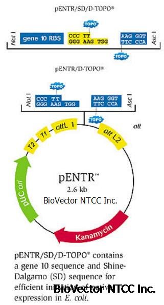 pentr/d-topo,pentr/sd/d-topo克隆载体 biovector nt