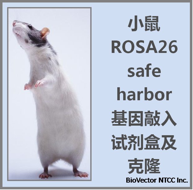 aavs1rosa26人源鼠源safeharbor基因敲入试剂盒及敲入克隆