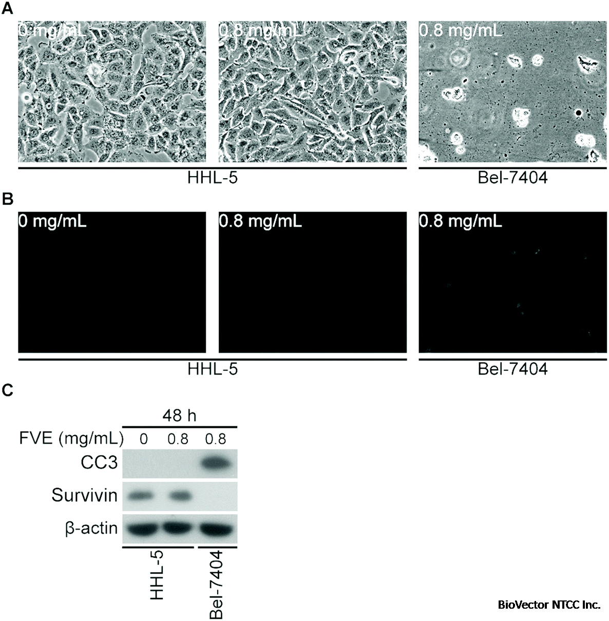 Foeniculum vulgare seed extract exerts anti-cancer effects on  hepatocellular carcinoma - Food & Function (RSC Publishing)  DOI:10.1039/D0FO02243H