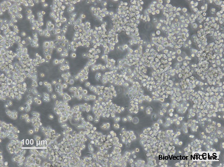 Human T-lymphocyte Lymphoma cell line HuT-78