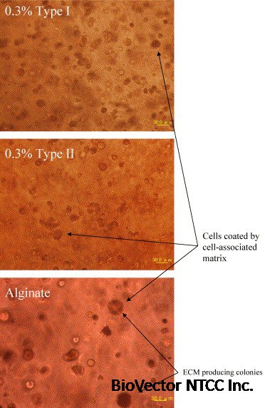 Atelocollagen for culture of human nucleus pulposus cells forming nucleus  pulposus-like tissue in vitro:Influence on the proliferation and  proteoglycan production of HNPSV-1 cells - ScienceDirect