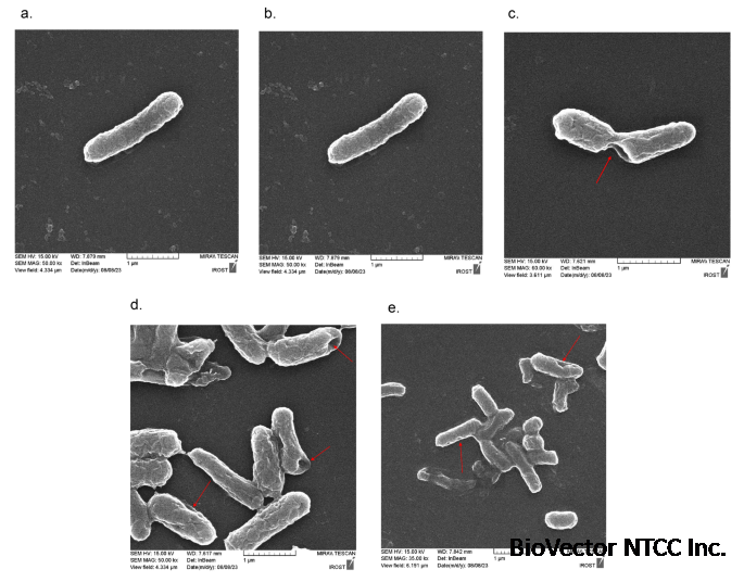 Comparative analysis of Escherichia coli Nissle 1917 ghosts quality:a  study of two chemical methods | Archives of Microbiology