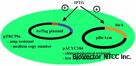 Efficient Biotinylation E. coli B Strain AVB101