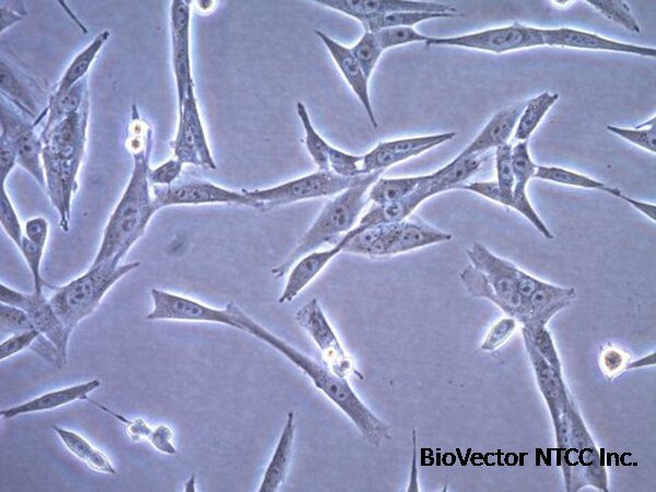 CT-2A-Luc Mouse Glioma Cell Line | SCC195