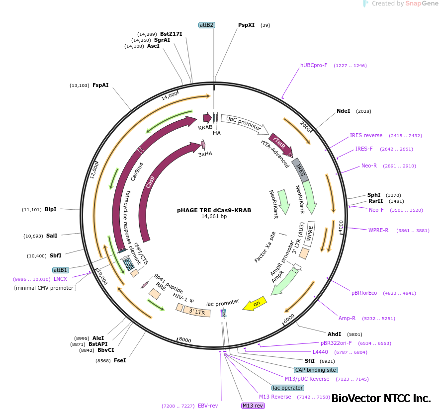 Addgene:pHAGE TRE dCas9-KRAB