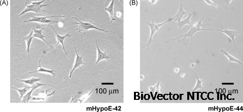 Rhythmic clock and neuropeptide gene expression in hypothalamic mHypoE-44  neurons - ScienceDirect