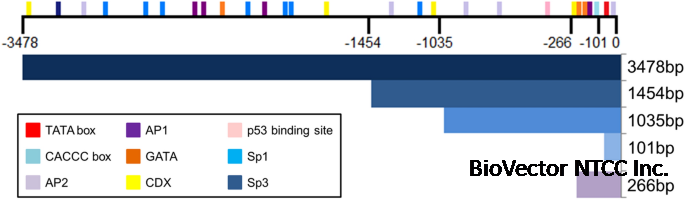 Characterization of the regulatory 5′-flanking region of bovine mucin 2  (MUC2) gene | Molecular and Cellular Biochemistry