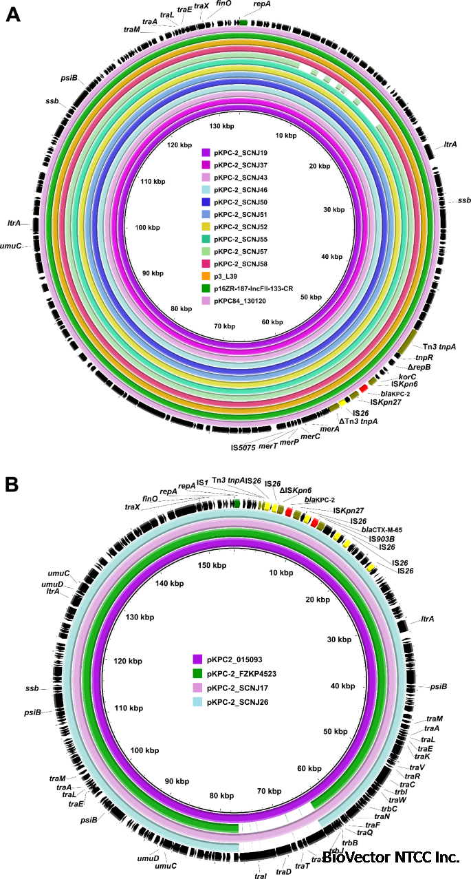 Genetic characteristics of clinical carbapenem-resistant Klebsiella  pneumoniae:epidemic ST11 KPC-2-producing strains and non-negligible  NDM-5-producing strains with diverse STs | Scientific Reports