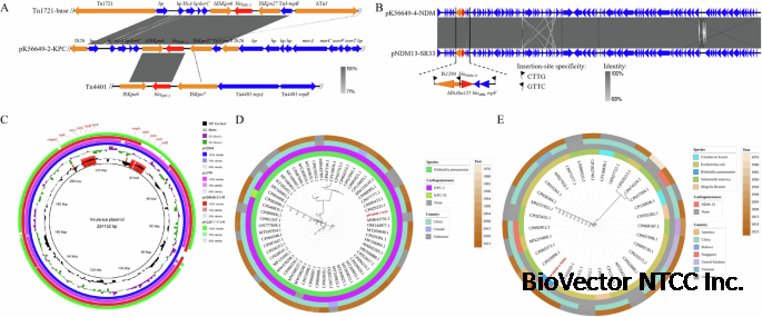 Two outbreak cases involving ST65-KL2 and ST11-KL64 hypervirulent  carbapenem-resistant Klebsiella pneumoniae:similarity and diversity  analysis | Communications Biology