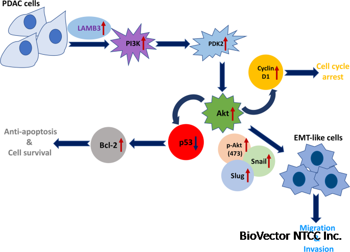 LAMB3 mediates apoptotic, proliferative, invasive, and metastatic behaviors  in pancreatic cancer by regulating the PI3K/Akt signaling pathway | Cell  Death & Disease