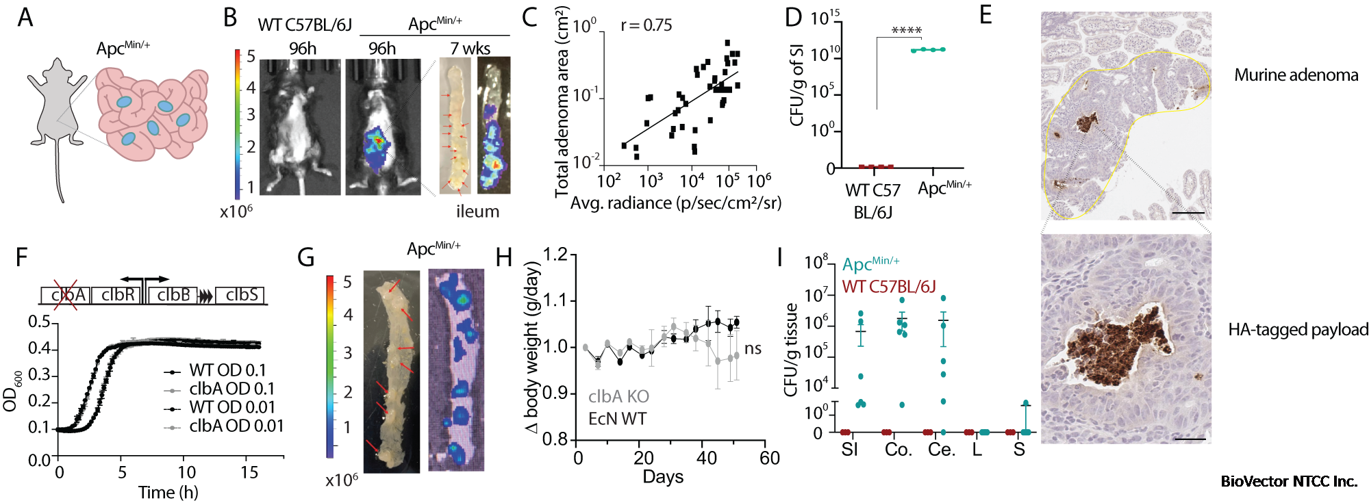 Engineering tumor-colonizing E. coli Nissle 1917 for detection and  treatment of colorectal neoplasia | Nature Communications