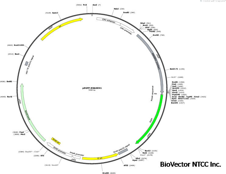 Addgene:pEGFP‐RNASEH1