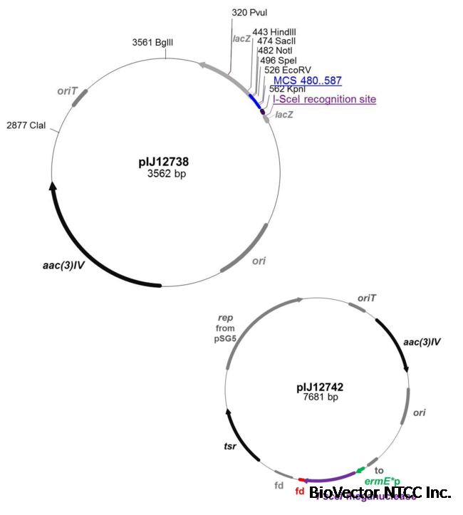 Meganuclease I-SceI based system for gene deletions - ActinoBase