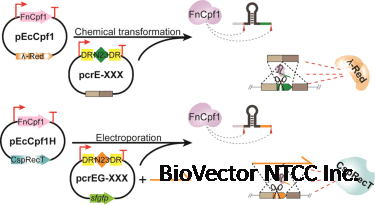 Combining CRISPR–Cpf1 and Recombineering Facilitates Fast and Efficient  Genome Editing in Escherichia coli - ScienceDirect