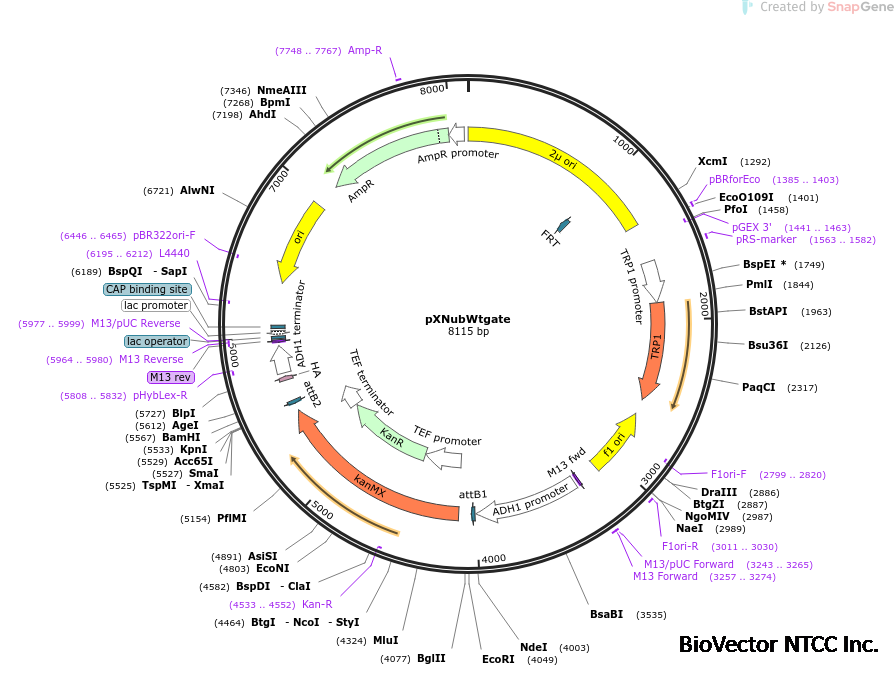 Addgene:pXNubWtgate