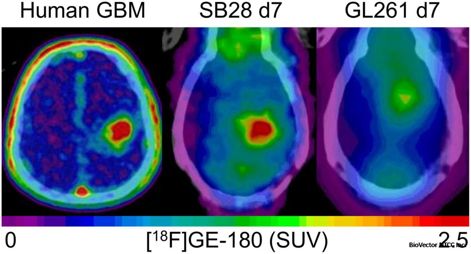 Frontiers | 18 kDa translocator protein positron emission tomography  facilitates early and robust tumor detection in the immunocompetent SB28  glioblastoma mouse model