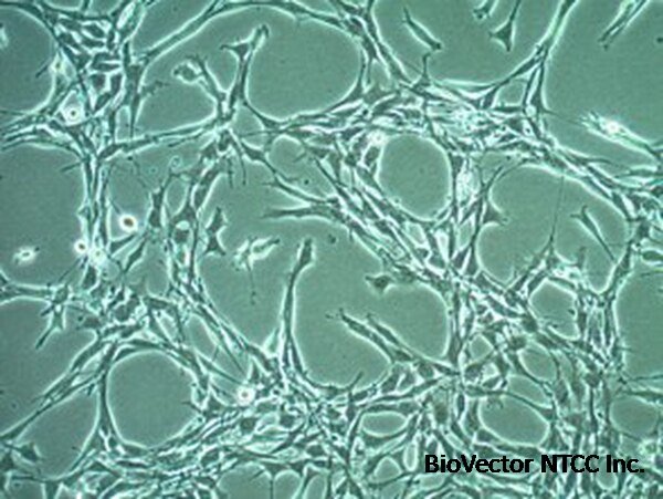 YUMMER1.7D4 Mouse Melanoma Cell Line | SCC243