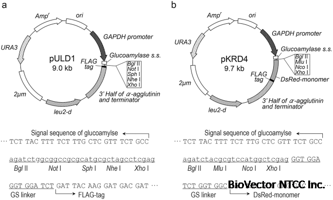 Generation of Arming Yeasts with Active Proteins and Peptides via Cell Surface Display System:Cell Surface Engineering, Bio-Arming Technology | SpringerLink
