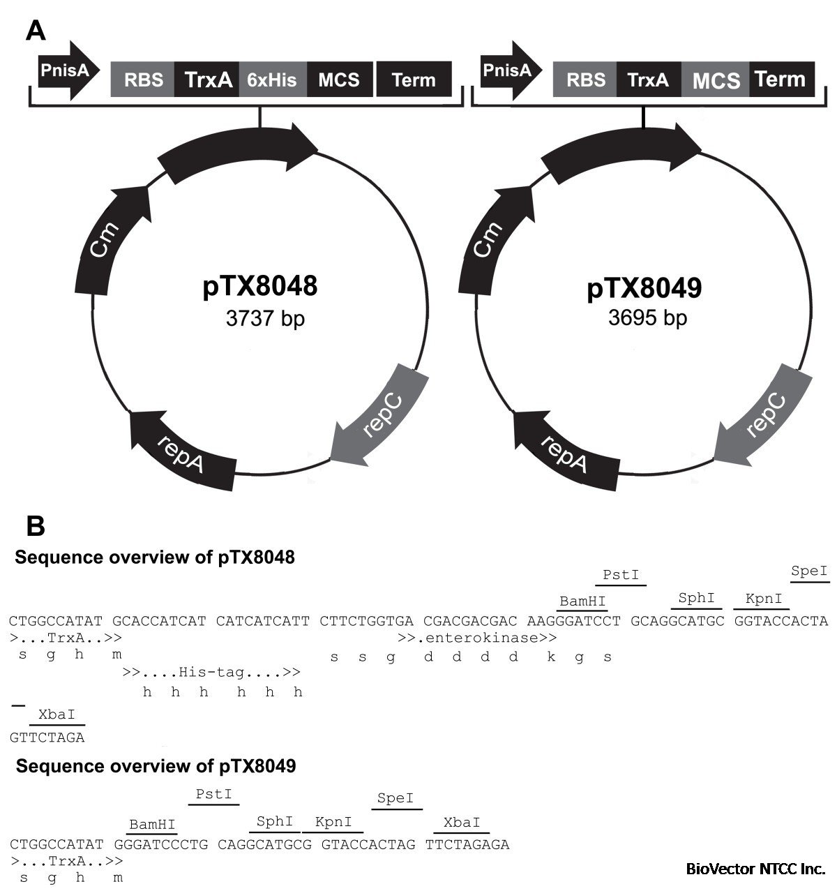 Expanding the molecular toolbox for Lactococcus lactis:construction of an inducible thioredoxin gene fusion expression system | Microbial Cell Factories | Full Text