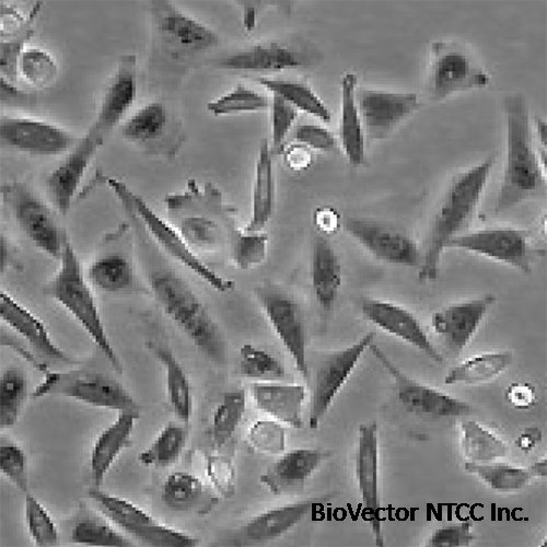 Red Fluorescent CHO-K1 Cell Line - Innoprot Stable Cell Lines