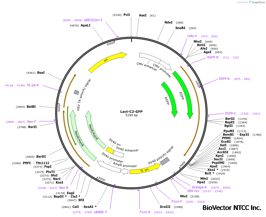 Addgene:Lact-C2-GFP
