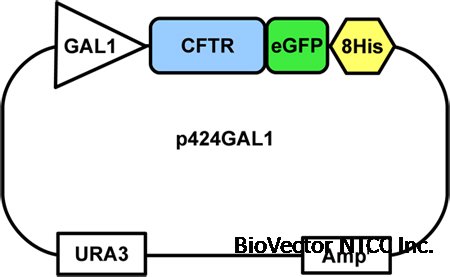 Video:Expression and Purification of the Cystic Fibrosis Transmembrane ...