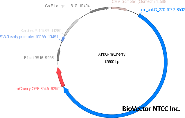 Addgene:ankG-mCherry