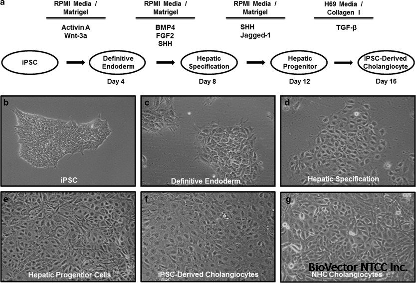 Development and characterization of human-induced pluripotent stem cell-derived  cholangiocytes | Laboratory Investigation