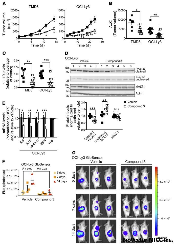 JCI - Specific covalent inhibition of MALT1 paracaspase suppresses B cell  lymphoma growth