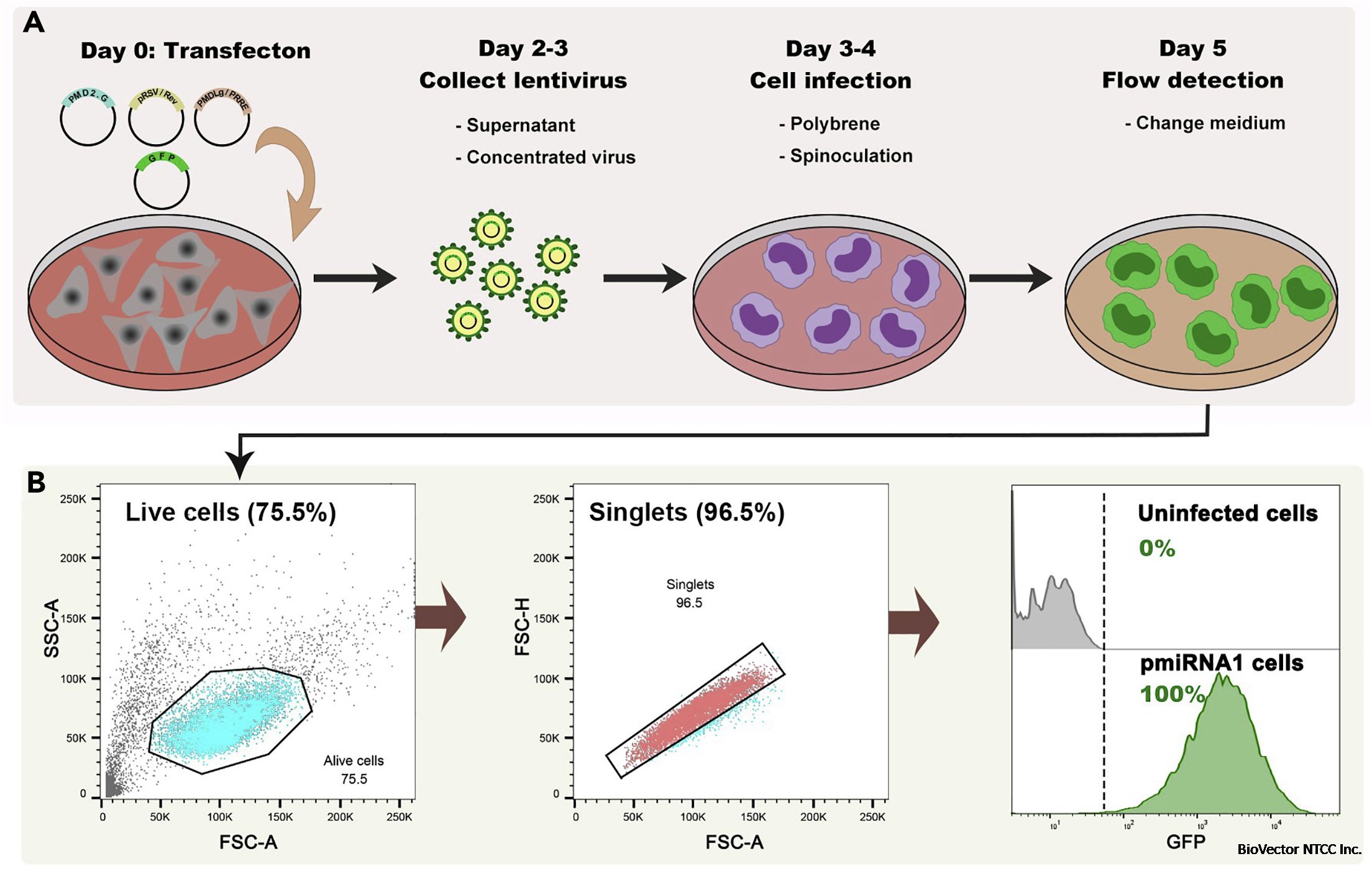 Co-culture Systems of Drug-Treated Acute Myeloid Leukemia Cells and T Cells  for In Vitro and In Vivo Study