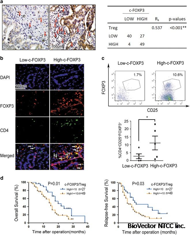 Cancer-FOXP3 directly activated CCL5 to recruit FOXP3+Treg cells in  pancreatic ductal adenocarcinoma | Oncogene