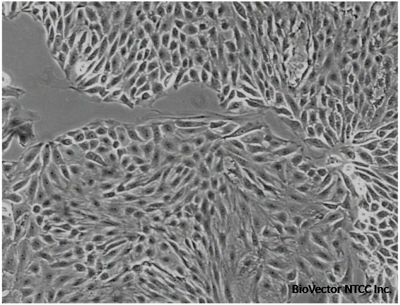 Figure 1, LLC-PK1 Cell Culture - National Cancer Institute's Nanotechnology  Characterization Laboratory Assay Cascade Protocols - NCBI Bookshelf