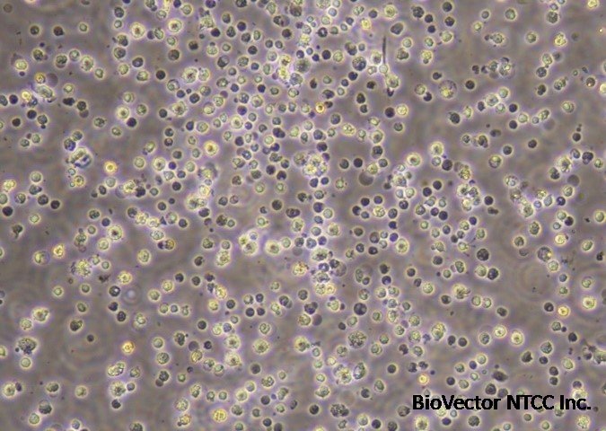 Explore Primary Kupffer Cells, the Macrophages of the Liver | LifeNet Health LifeSciences