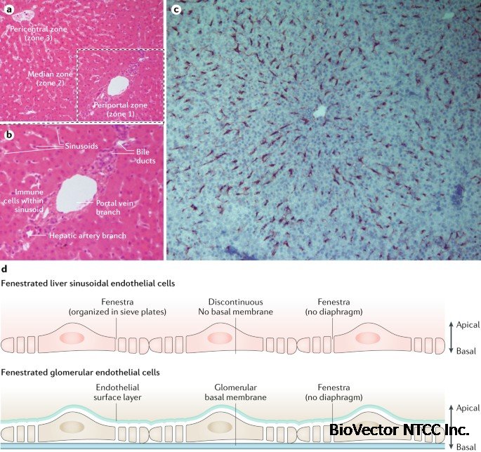 Liver sinusoidal endothelial cells — gatekeepers of hepatic immunity | Nature Reviews Gastroenterology & Hepatology