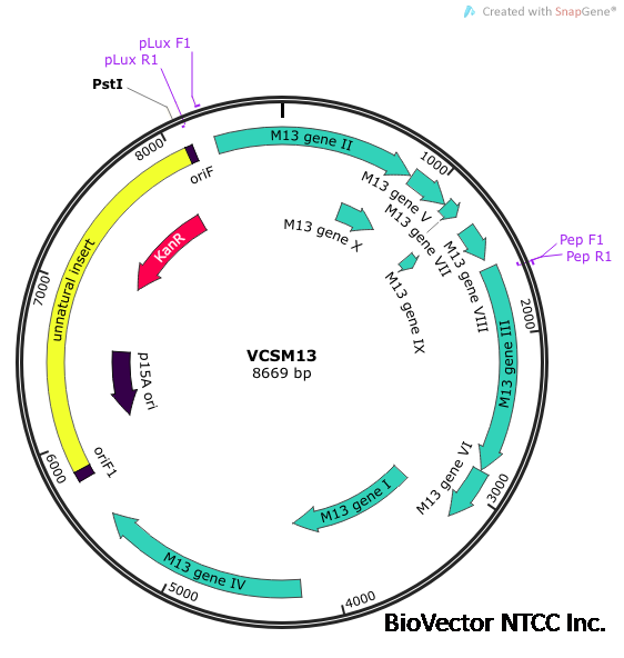 Production of ssDNA from phagemids containing different fragments of S ...