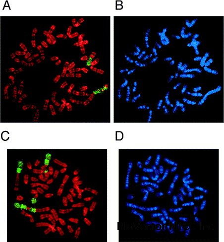Establishment and characterization of a parietal endoderm-like cell line  derived from Engelbreth–Holm–Swarm tumor (EHSPEL), a possible resource for  an engineered basement membrane matrix - ScienceDirect