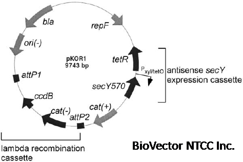 Addgene:pKOR1