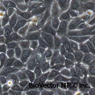 人原代角质形成细胞-原代细胞-STR细胞-细胞培养基-镜像绮点生物